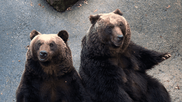 Two brown bears standing on rock