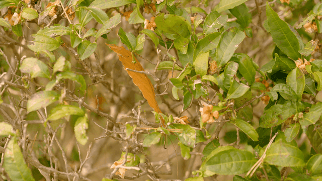 Green leaves and a dry leaf on a bush