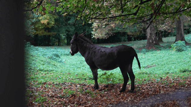Black donkey standing in green forest