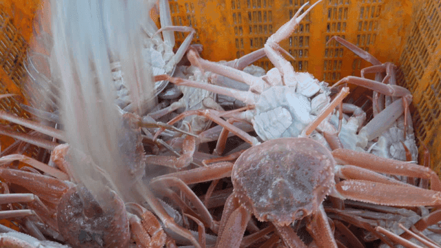 어선의 바구니에 담긴 게들