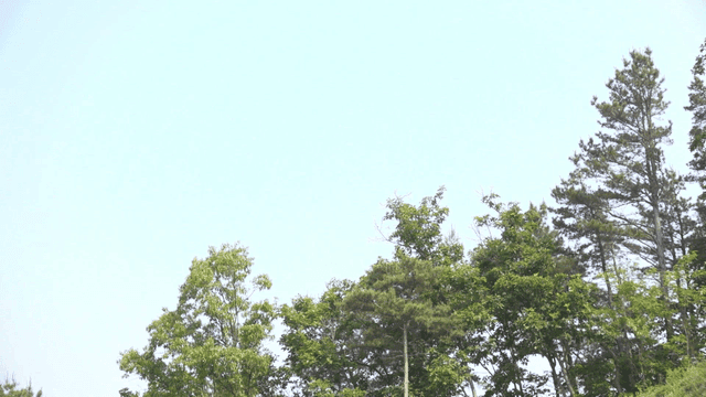 Clear sky above blue forest