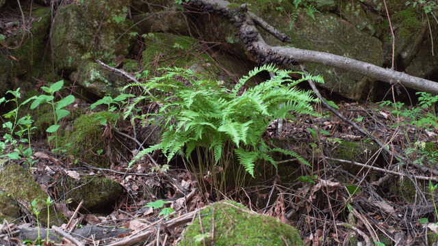 이끼 낀 바위 사이 자라는 고사리