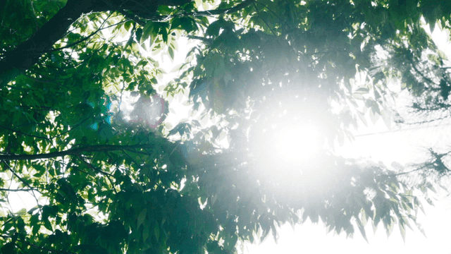 초록 잎 사이로 비치는 햇빛