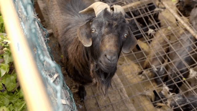 우리 안에서 호기심을 보이는 흑염소