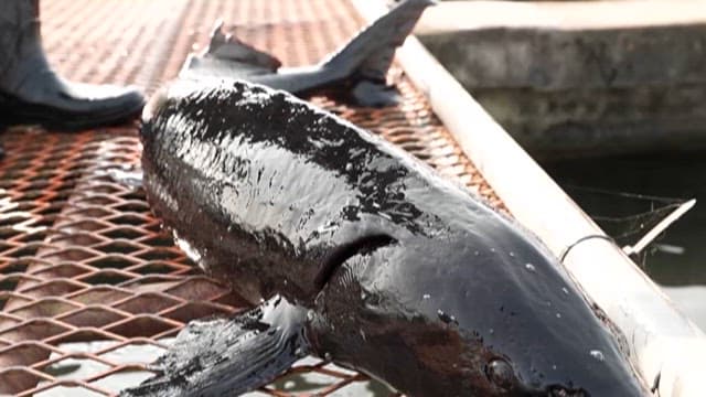 양식장에서 건져올린 철갑상어