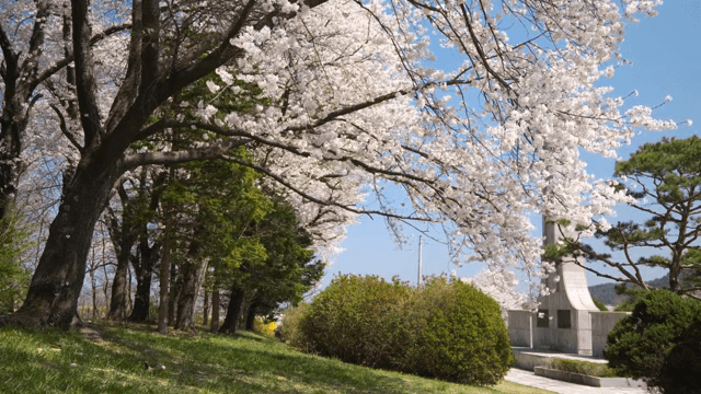 Cherry blossoms in full bloom in a park