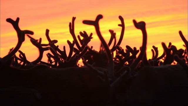 Silhouetted Reindeera Against a Vibrant Sunset