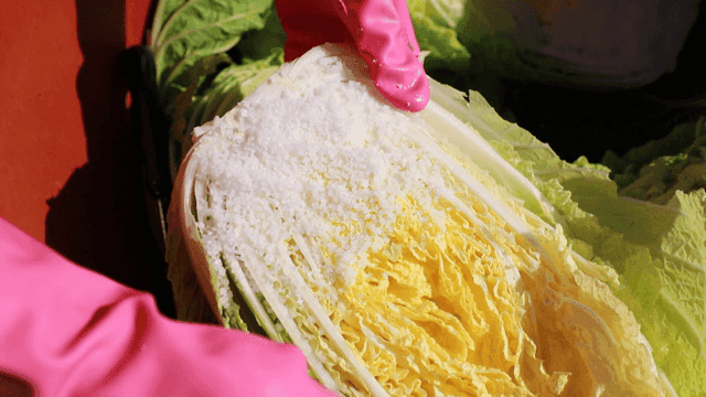 Person pickling cabbage in salt