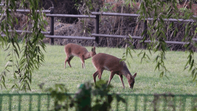 Deer grazing in a grassy field