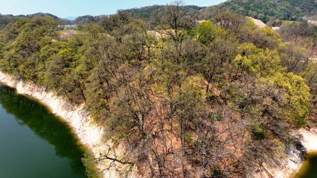 먼 산이 있는 울창한 숲의 경치