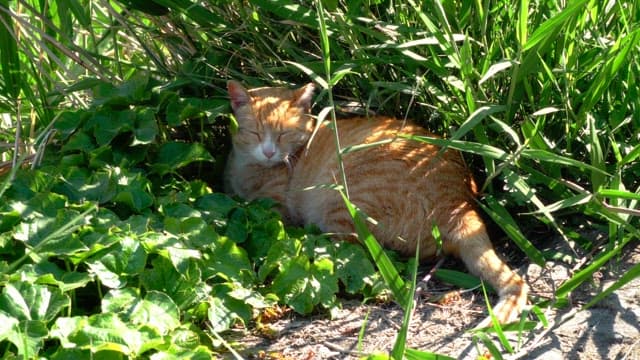 Ginger cat resting in a sunny patch of grass.