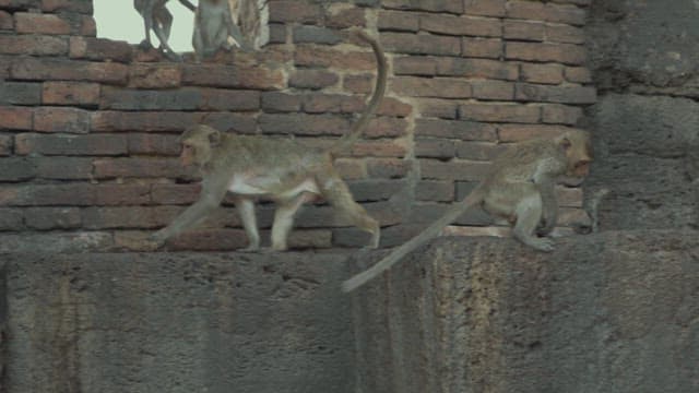 Monkeys Playing on Ancient Brick Ruins