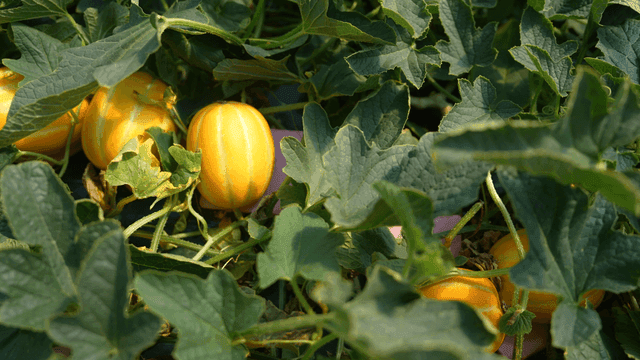 Yellow Korean melons growing among green leaves