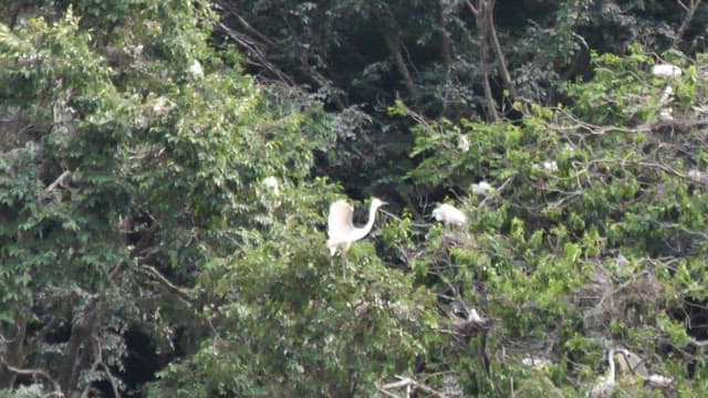 무성한 숲에 둥지 트는 새들