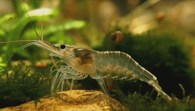 Shrimp resting on rock in aquarium.