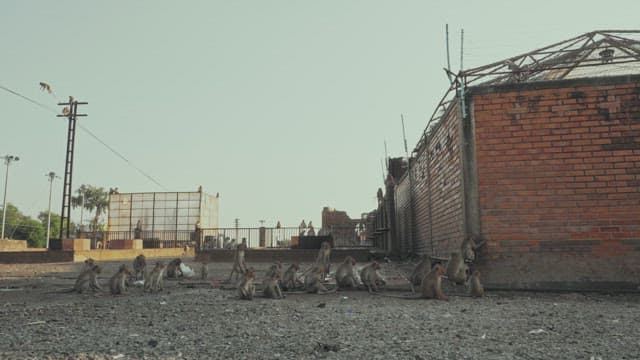 Monkeys Gathered in Front of a Brick Wall