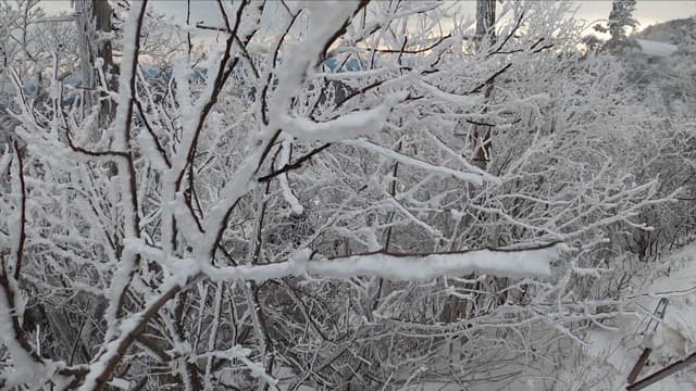 눈 덮인 고요한 숲