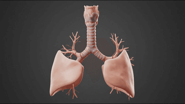 3D model of human lungs and trachea