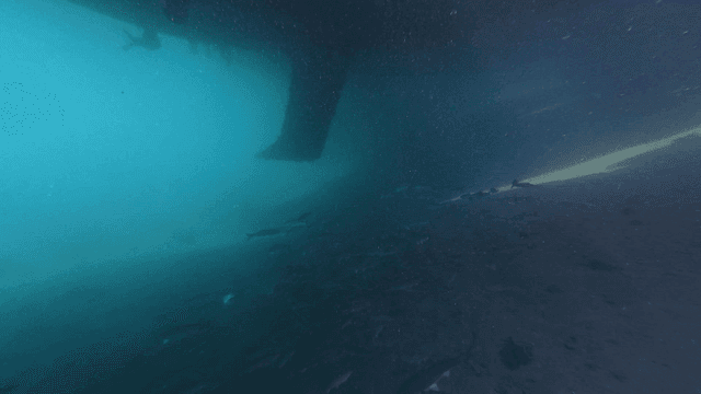 Underwater where fish swim