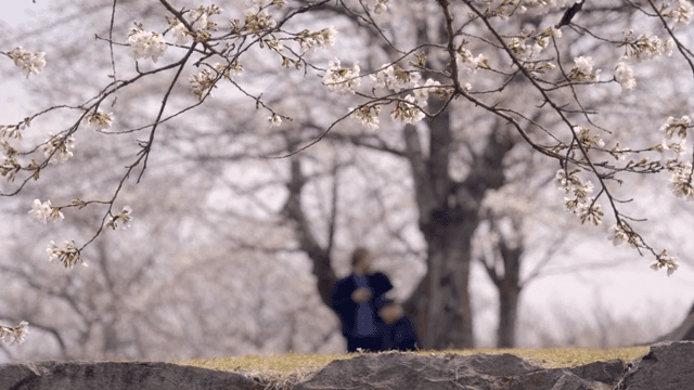Cherry blossoms in full bloom with people