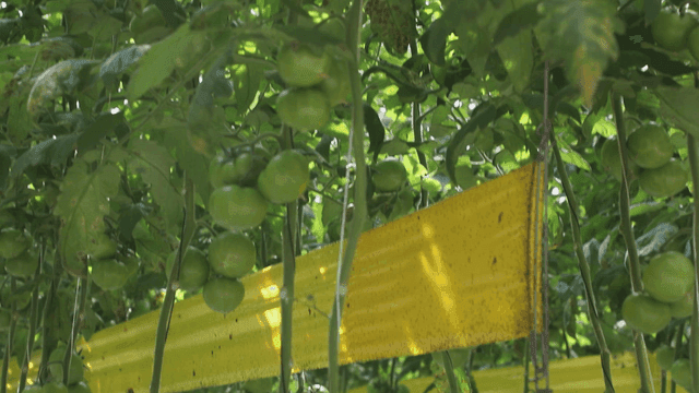 Tomatoes growing in a greenhouse