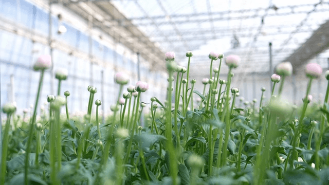 Flowers blooming on green plants growing in greenhouse