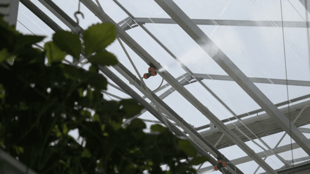 Greenhouse irrigation system in action