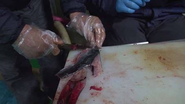 도마 위에서 손질되는 꽁치