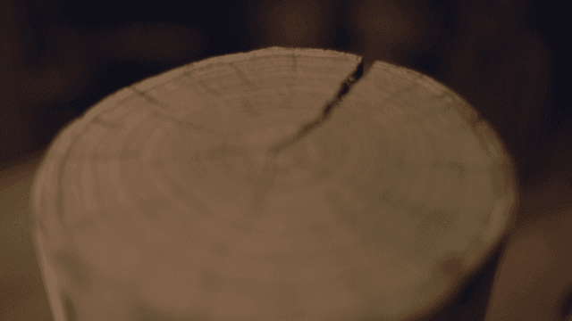 나이테가 보이는 나무 그루터기 근접 촬영