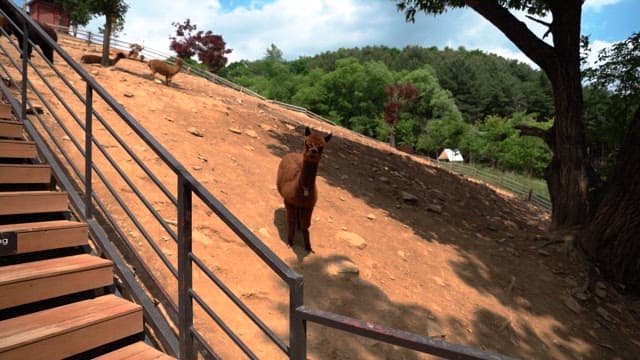 푸른 언덕 공원에서 여러 알파카와 푸른 식물들