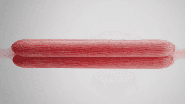 Red muscle fibers