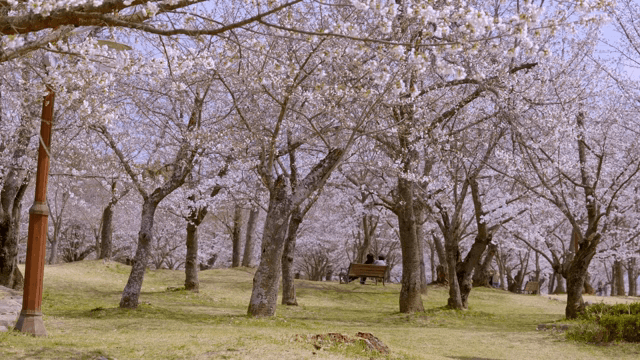공원에서 만개한 벚꽃