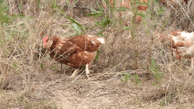Chickens roaming in a grassy enclosure