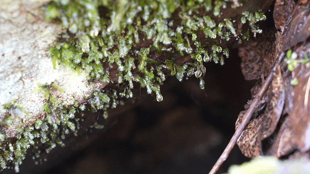 Moss and water droplets on rock in forest