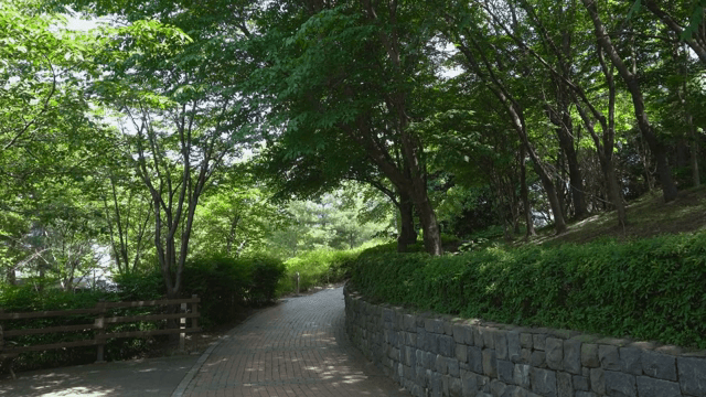 푸른 숲길의 고요한 풍경
