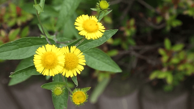 정원에서 피어나는 노란 꽃들