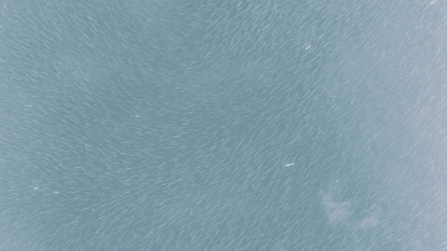 Aerial view of city with river full of fish