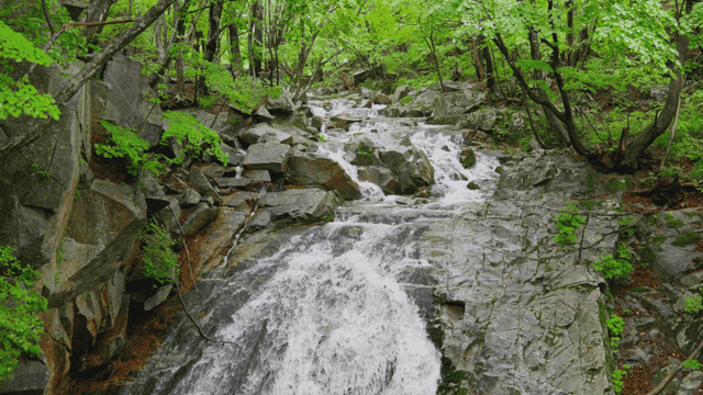 Serene waterfall in a lush forest
