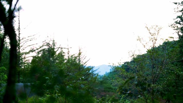 Lush green forest with distant mountains