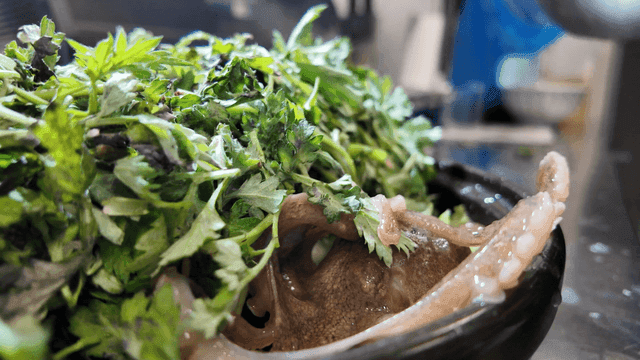 Fresh octopus and mugwort in pot