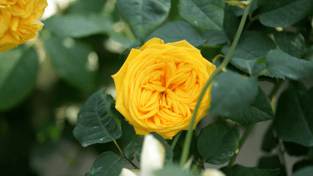 Fully bloomed yellow rose