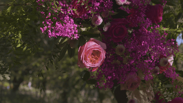 Showy rose with pink and purple flowers