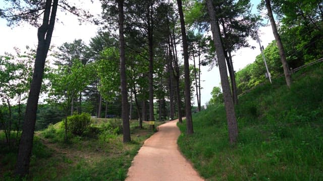 Serene trail through a dense forest on a sunny day