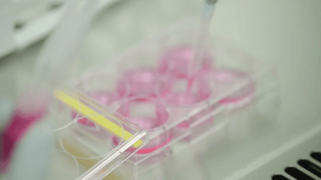 실험실에서 시험관에 담긴 분홍색 액체