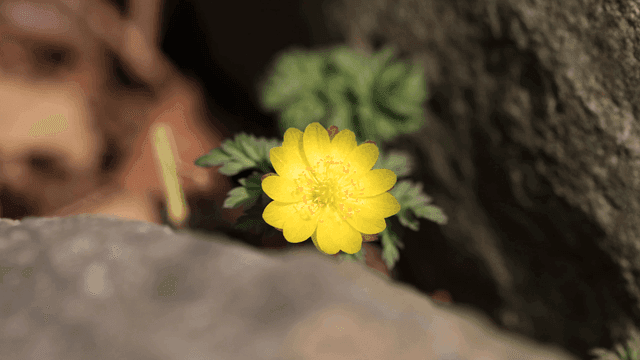 Yellow flowers blooming between rocks