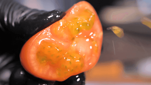 Fresh tomatoes bursting in gloved hands