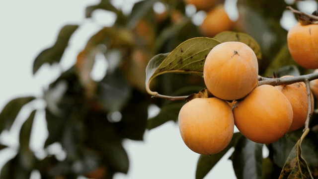 나무 가지에 매달린 잘 익은 감