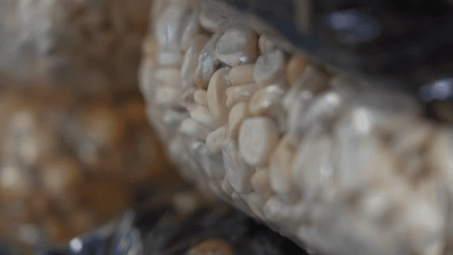 비닐봉지에 담긴 다양한 옥수수 알갱이