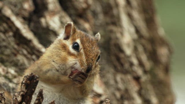 Squirrel washing its face