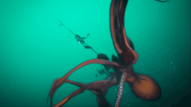 Octopus swimming underwater